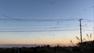 昨日、27日で約17,000羽。この後10月上旬まで。
#宮島沼