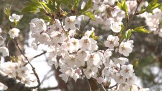 今月の #びばいふぇぶ は桜満開の #東明公園🌸
案内人は佐伯安正さん（#佐伯アグリコ 株式会社）
美唄の桜の名所をご案内いただきました‼

本編は美唄市公式YouTubeへ📹
～美唄で自慢の癒される場所～【北海道美唄市】
https://youtu.be/Ww4qrEq7OjQ